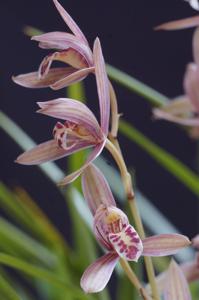 Cymbidium ensifolium