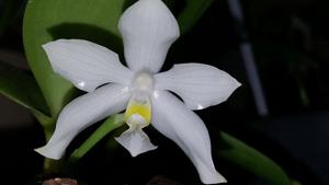 Phalaenopsis pulchra