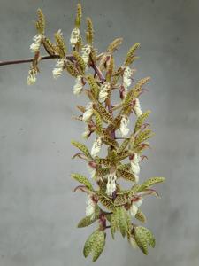 Catasetum lanciferum