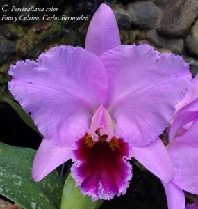 Cattleya percivaliana