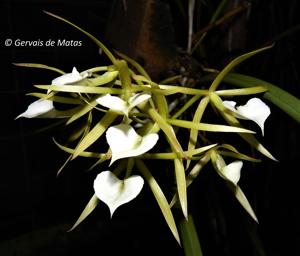 Brassavola subulifolia