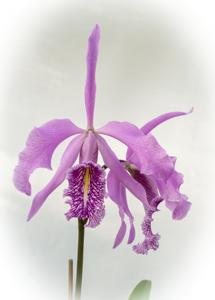 Cattleya maxima