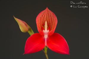 Disa uniflora