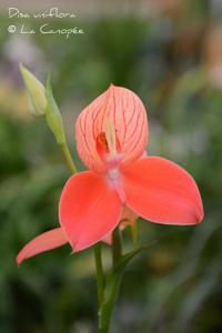 Disa uniflora