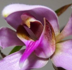 Ancistrochilus rothschildianus