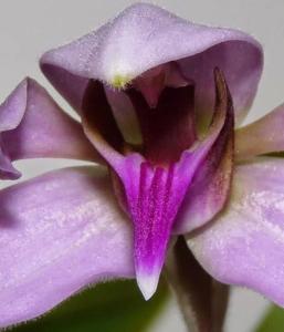 Ancistrochilus rothschildianus