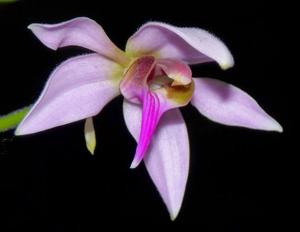 Ancistrochilus rothschildianus