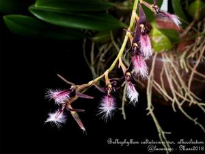 Bulbophyllum saltatorium var. albociliatum