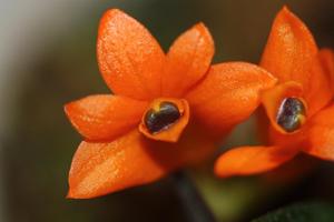 Dendrobium brevicaule