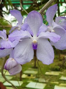 Vanda coerulea