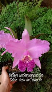 Cattleya lueddemanniana