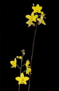 Spathoglottis affinis