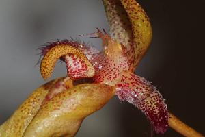 Bulbophyllum longiflorum