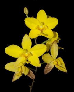 Spathoglottis affinis