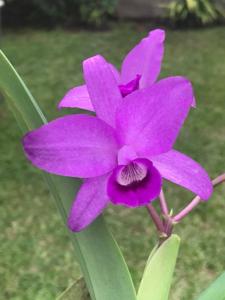 Guarianthe bowringiana