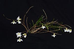 Dendrobium auriculatum