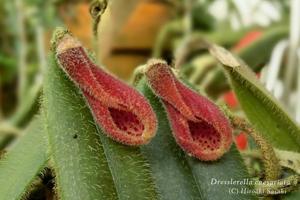 Dresslerella caesariata