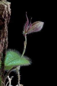 Dresslerella pilosissima