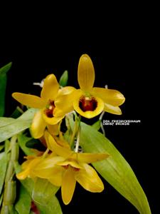 Dendrobium friedericksianum