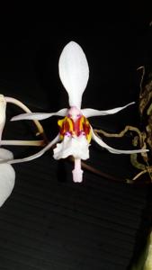 Holcoglossum wangii