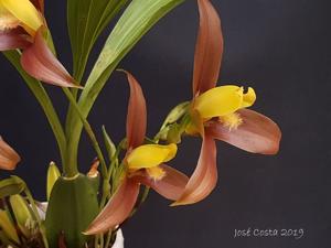 Lycaste lasioglossa