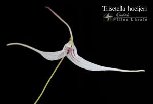 Trisetella hoeijeri