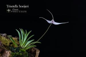 Trisetella hoeijeri