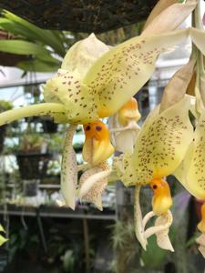 Stanhopea ruckeri