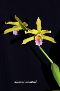 Cattleya xanthina