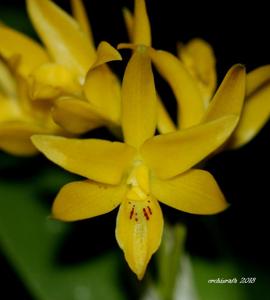 Guarianthe aurantiaca