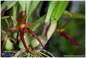 Bulbophyllum papulosum