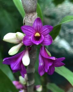 Dendrobium goldschmidtianum