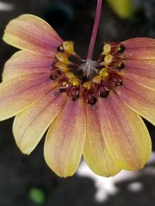 Bulbophyllum mastersianum