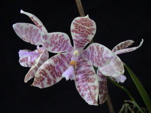 Phalaenopsis hieroglyphica