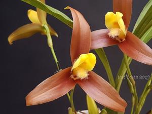 Lycaste lasioglossa