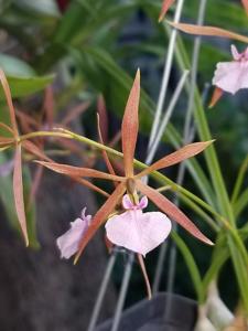 Encyclia bractescens