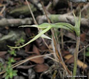 Eltroplectris calcarata