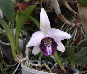 Cattleya bicalhoi