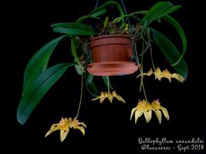 Bulbophyllum annandalei