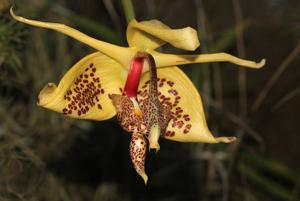 Embreea rodigasiana