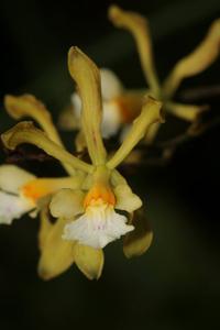 Encyclia adenocarpos