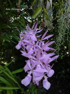 Encyclia adenocaula