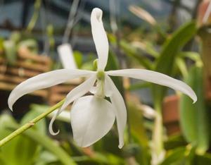 Encyclia adenocaula