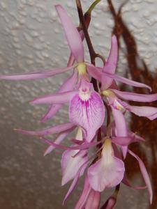 Encyclia adenocaula