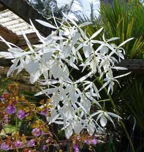 Encyclia adenocaula