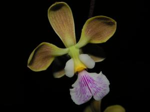 Encyclia advena