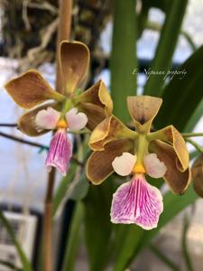 Encyclia advena
