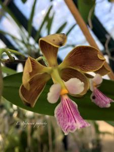 Encyclia advena