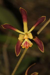 Encyclia alata