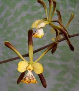 Encyclia alata